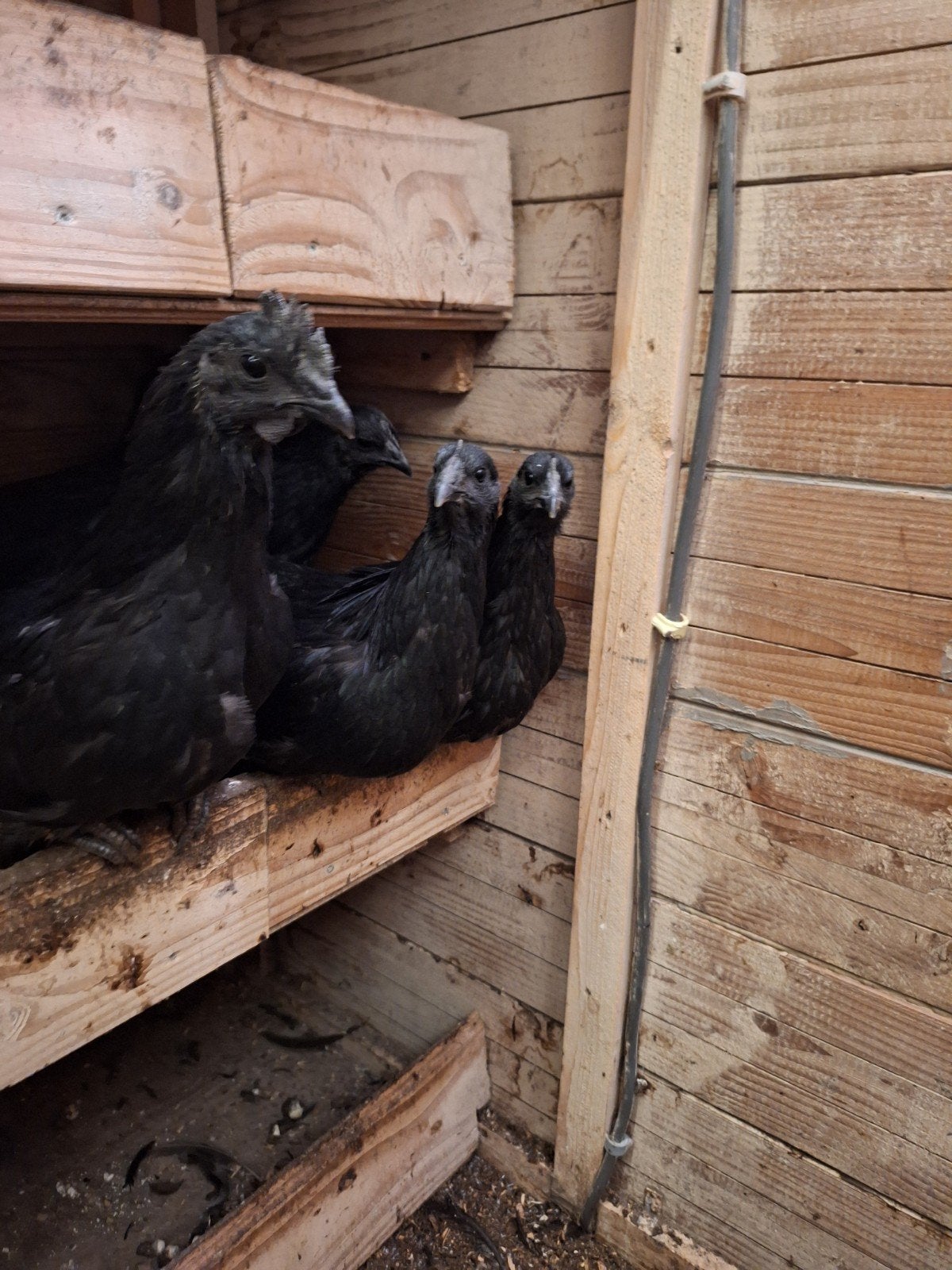 broed eieren ayam cemani, Dieren en Toebehoren, Verzenden, Nieuw, Overige typen