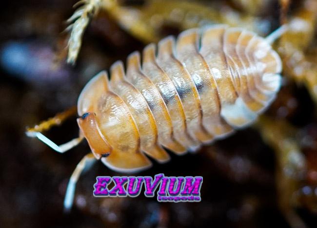 Troglodillo sp. Sunset isopods / pissebedden, Overige soorten