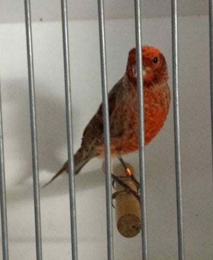 GEZOCHT rode schimmel lizard pop, Dieren en Toebehoren, Vogels | Kanaries, Vrouwelijk, Kleurkanarie