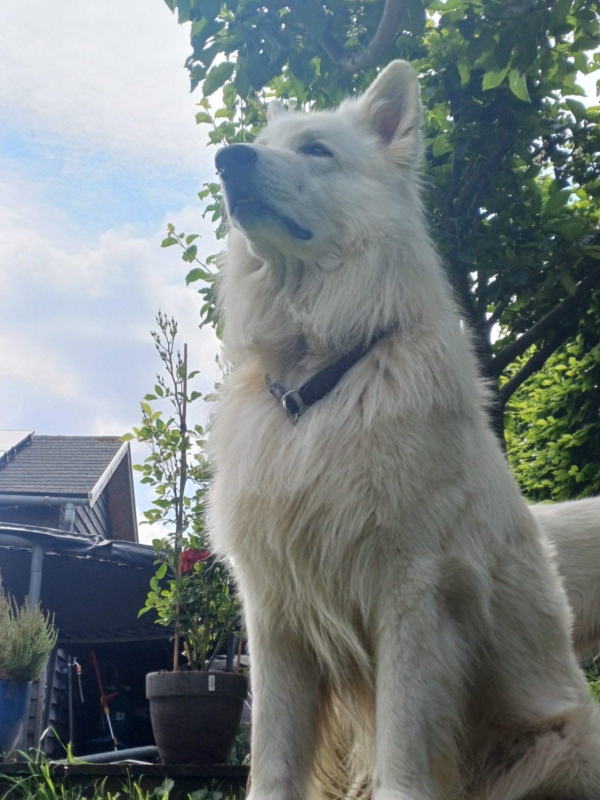 Zwitserse Herder Pups, Parvo, 8 tot 15 weken, Meerdere dieren, Eén hond