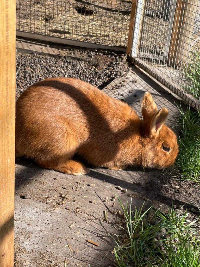 4 x Konijn te koop, Dieren en Toebehoren, Konijnen, Geslacht onbekend
