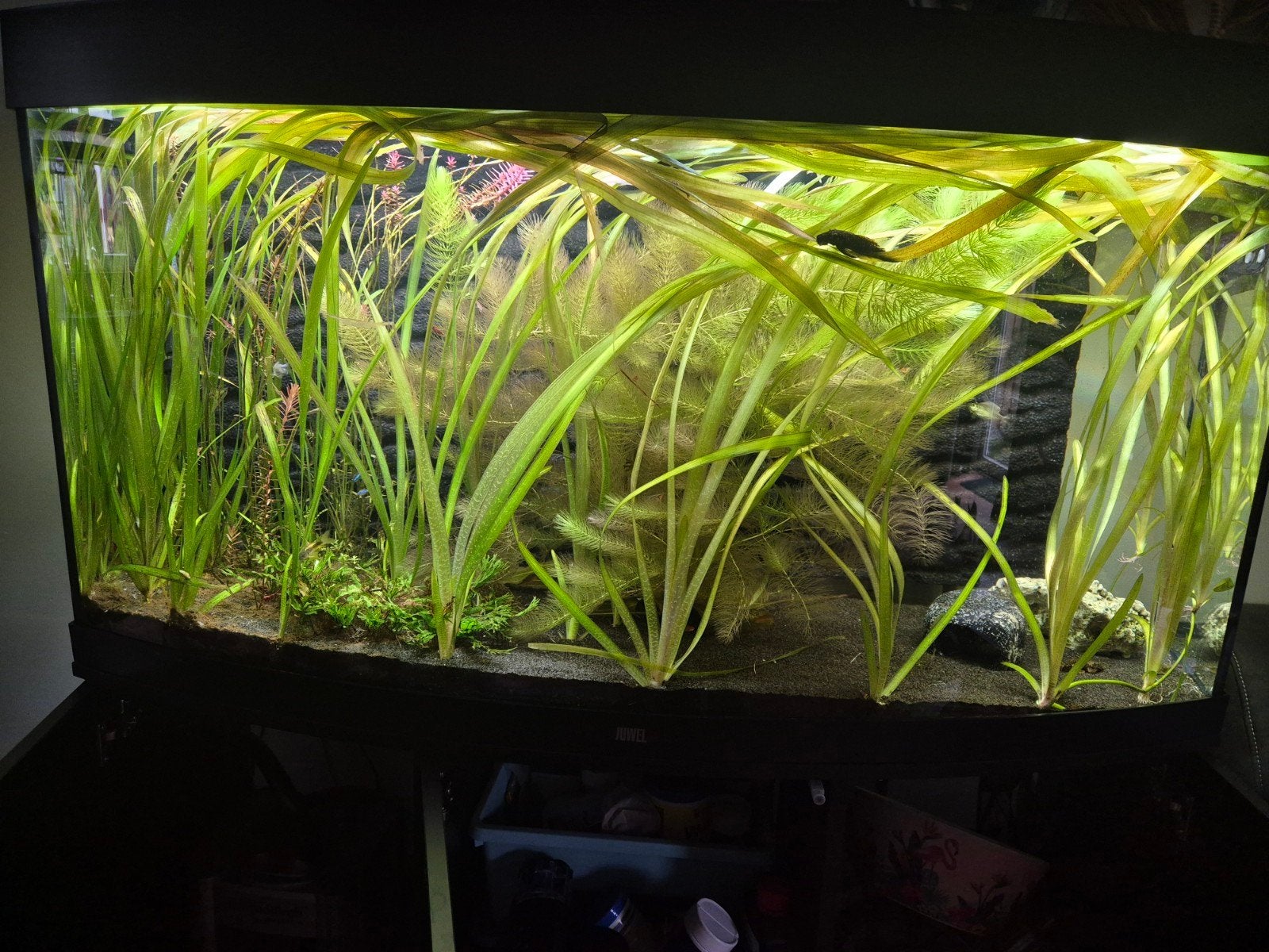juwel vision 260, Ophalen, Pomp, Juwel, Gevuld zoetwateraquarium