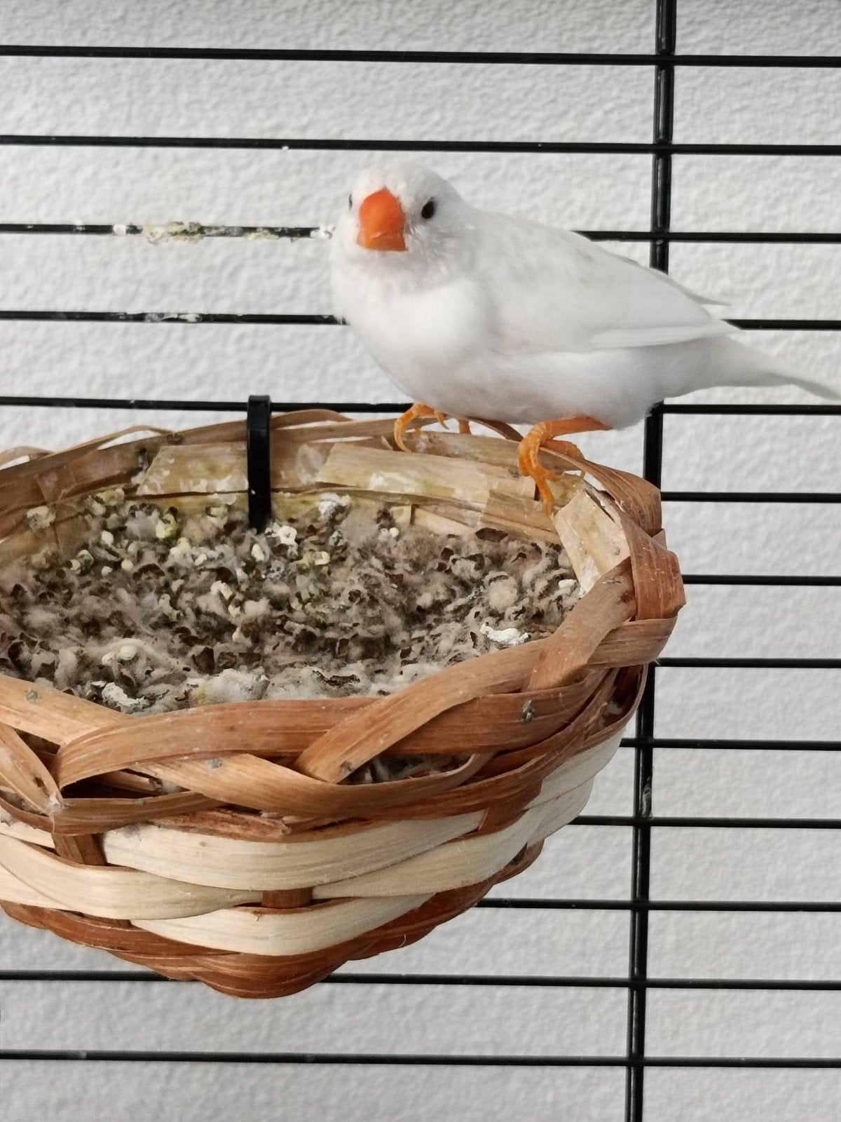 Zebravink popjes, Vrouwelijk, Kleurkanarie
