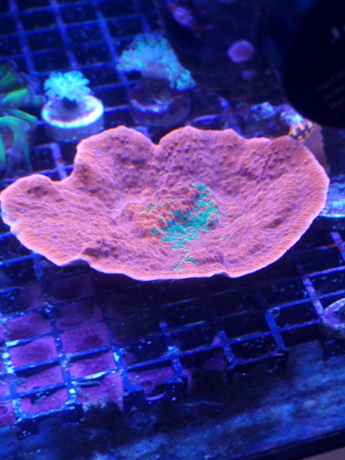 Montipora grafted., Vis