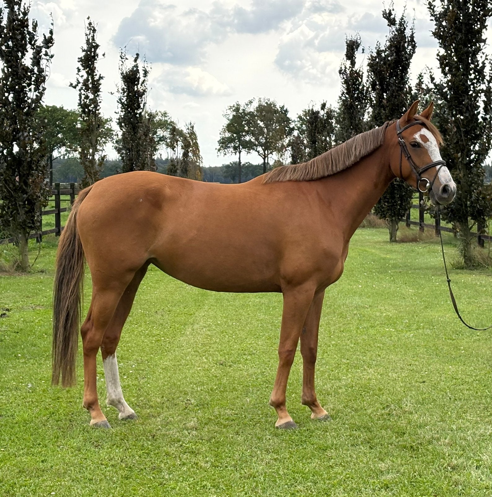 Lieve vijfjarige Tangelo vd Zuuthoeve dochter te koop, Merrie, Springpaard, 3 tot 6 jaar, 160 tot 165 cm