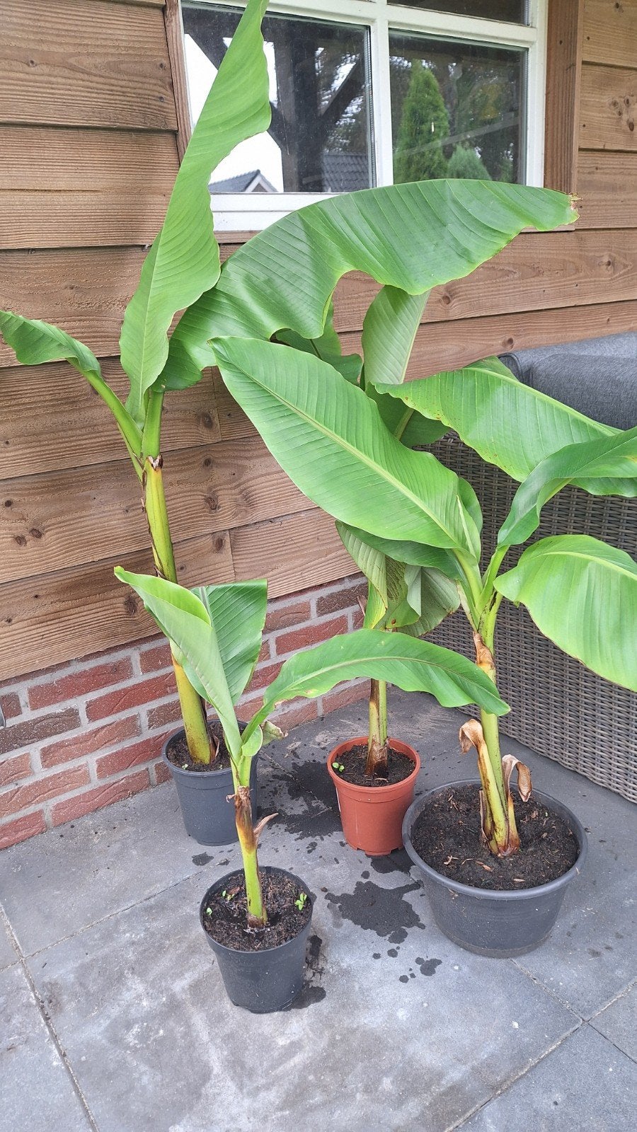 bananenplanten Musa Basjoo, Bloeit niet, Overige soorten, 100 tot 250 cm, Ophalen