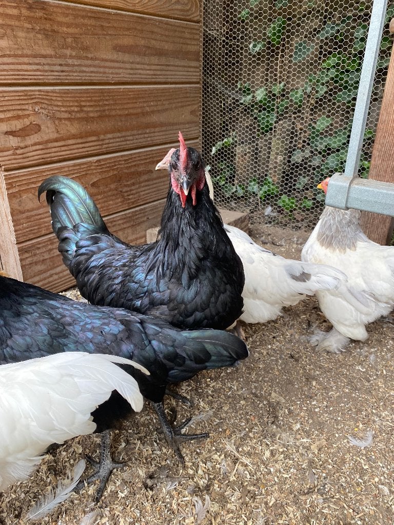 Haan, Dieren en Toebehoren, Mannelijk, Kip