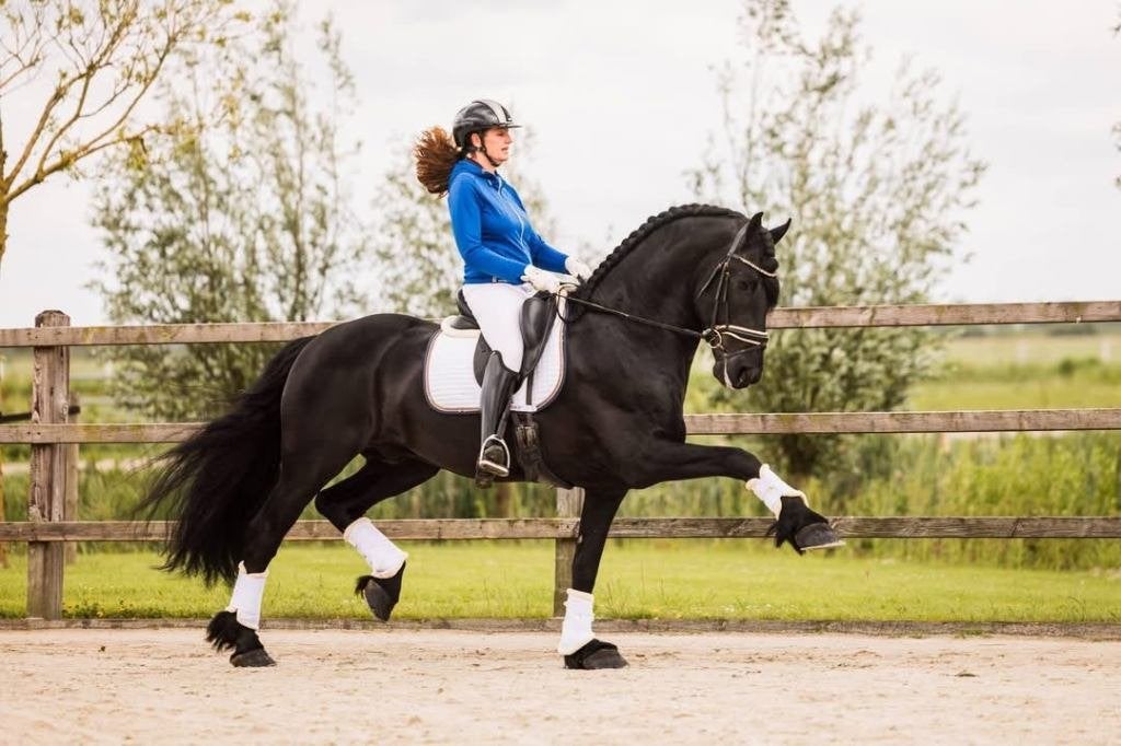 Fantastische 8 jarige friese Hengst, Dressuurpaard, Hengst, 170 tot 175 cm, 7 tot 10 jaar