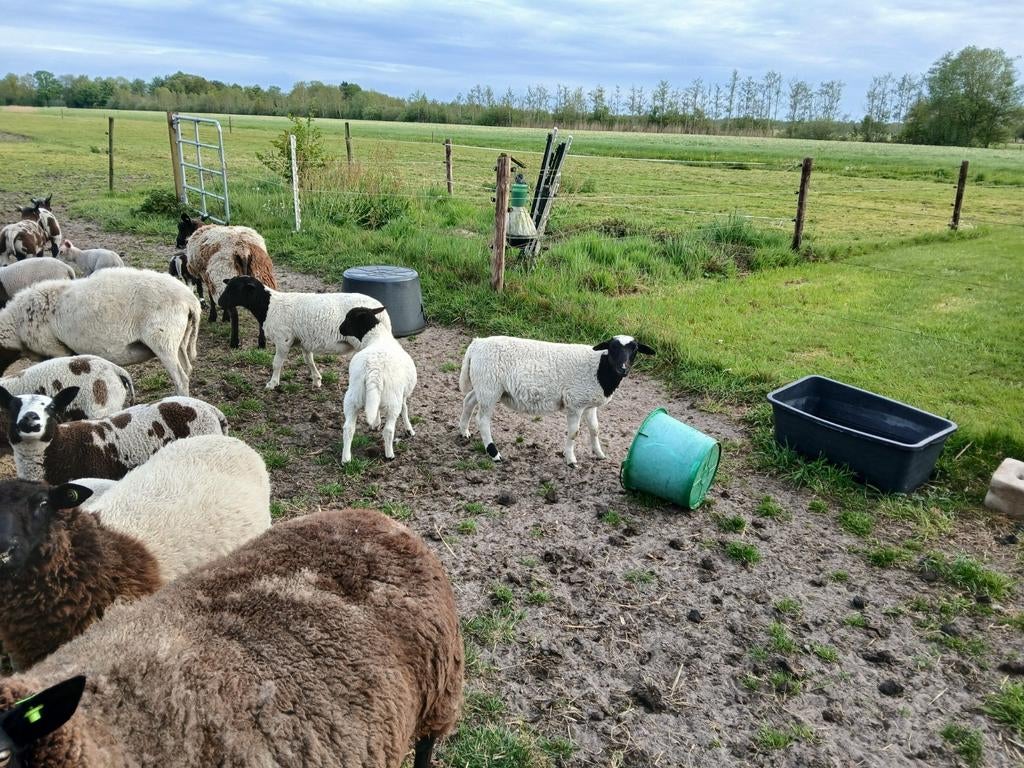 3 dorper ram lammeren, Dieren en Toebehoren, Mannelijk, Schaap
