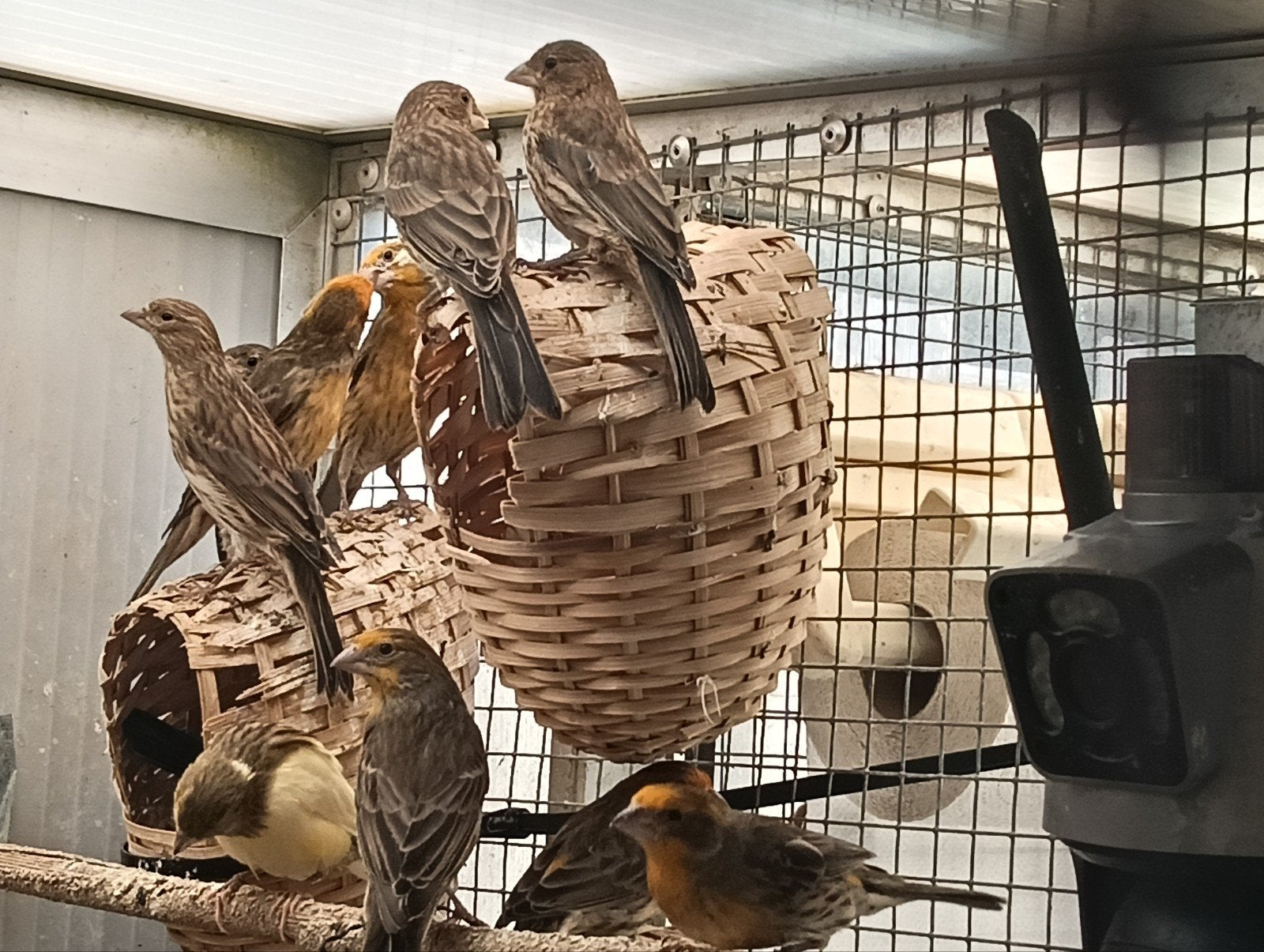 Mexicaanse roodmussen, Meerdere dieren