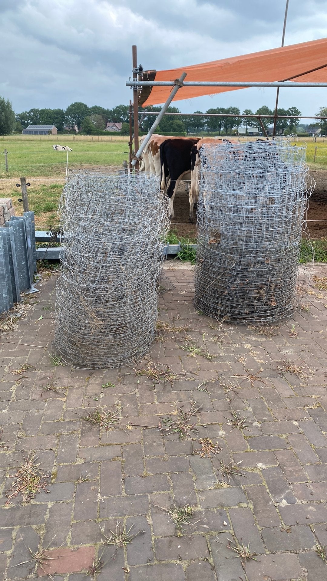 Schapengaas