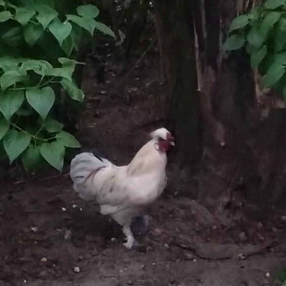 Mooi, wit krielhaantje, Dieren en Toebehoren, Pluimvee, Mannelijk, Kip