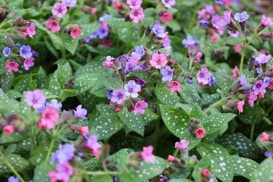20x longkruid, Tuin en Terras, Planten | Tuinplanten, Volle zon, Vaste plant, Lente, Ophalen