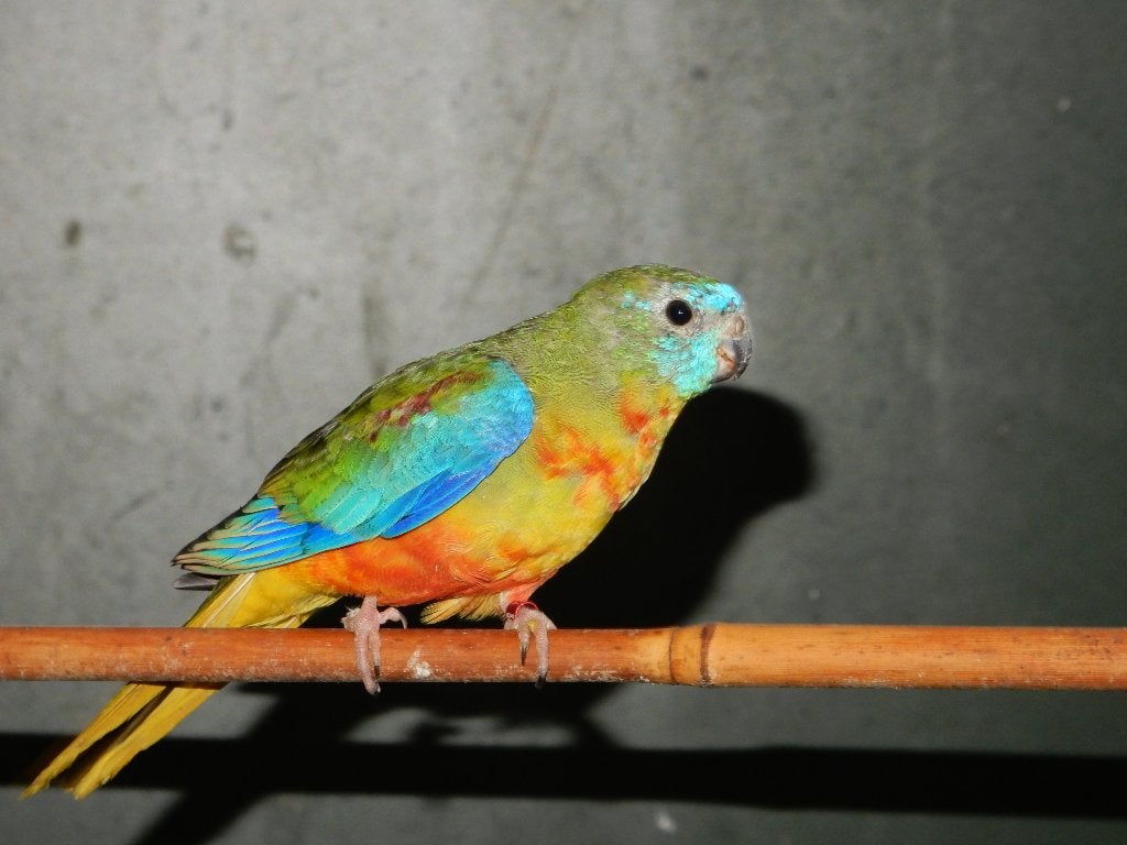 rood buik turyuosine parkiet, Dieren en Toebehoren, Vogels | Parkieten en Papegaaien, Mannelijk, Parkiet, Geringd