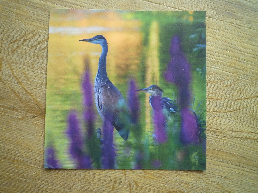 Reiger vogels aan de waterkant, Ophalen of Verzenden, Voor 1920, Vogel