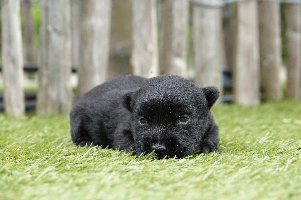 Prachtige Schotse Terriër pup, met stamboom, Parvo, België, Overige rassen, 8 tot 15 weken