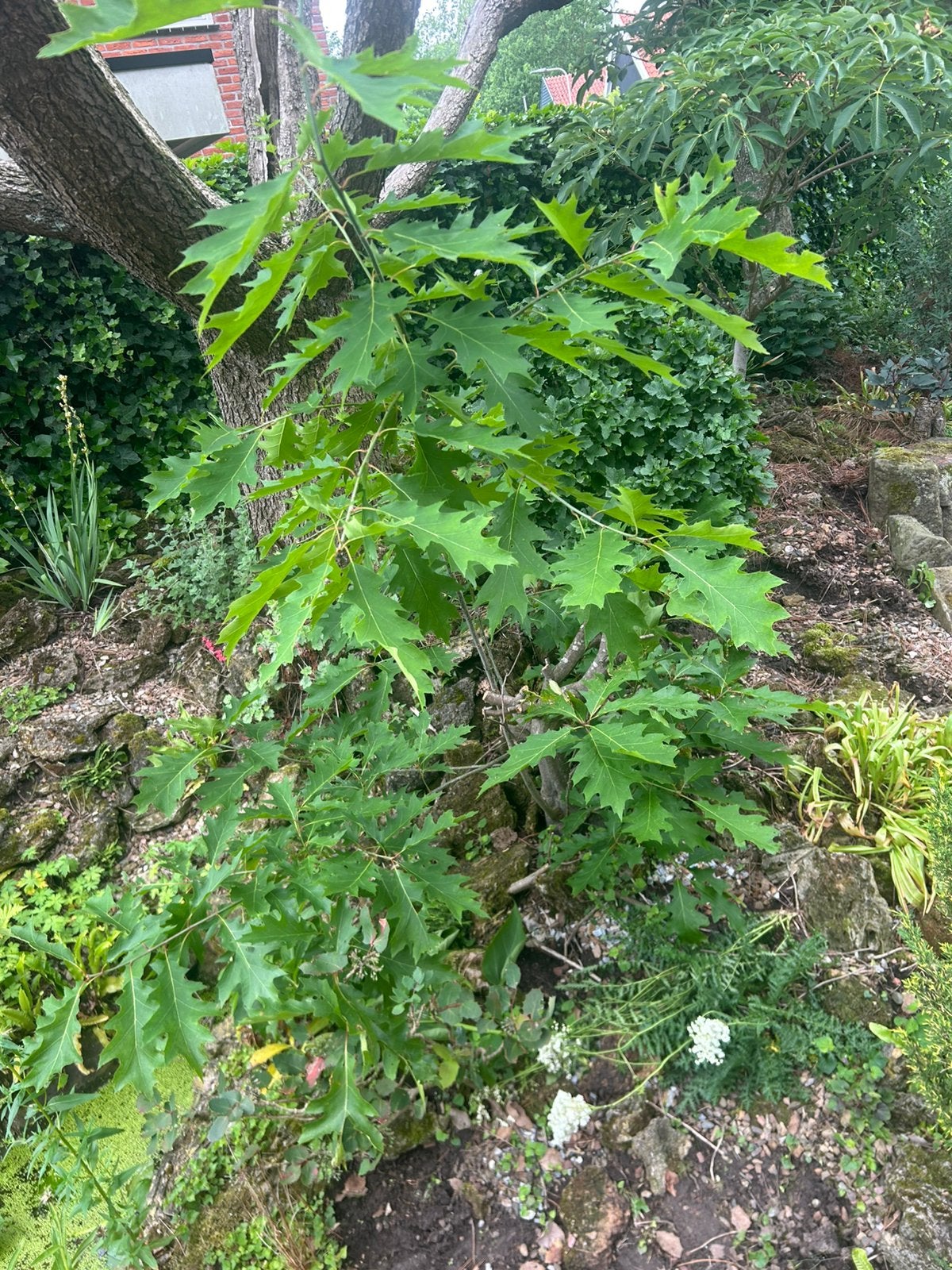 Amerikaanse eik (Quercus rubra), Ophalen, Volle zon, Overige soorten