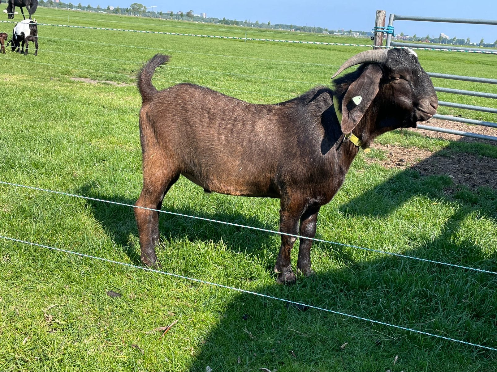 Mooie grote Red Kalahari bok, Dieren en Toebehoren, Mannelijk, Geit, 0 tot 2 jaar