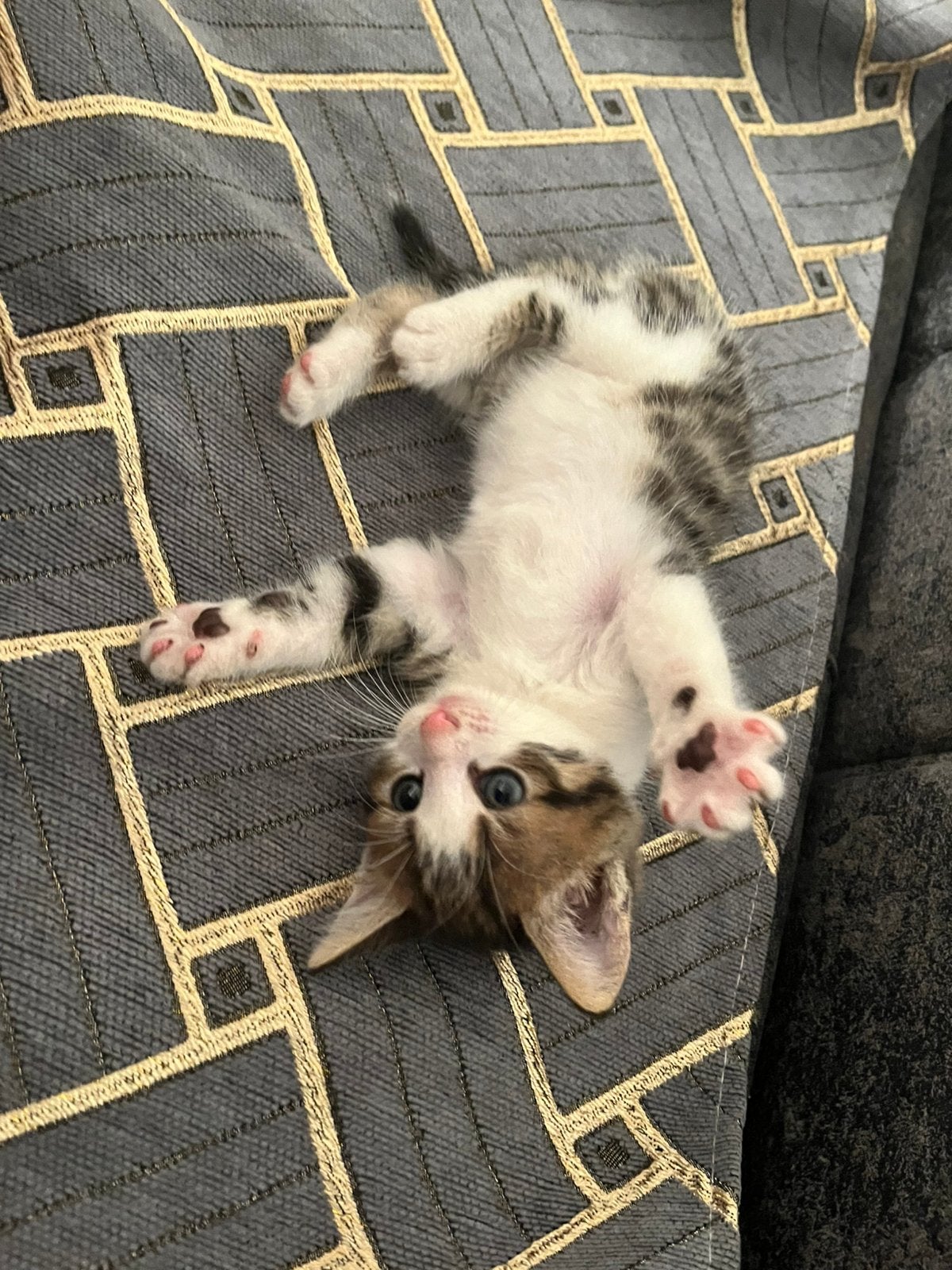 Kittens te koop, Ophalen of Verzenden
