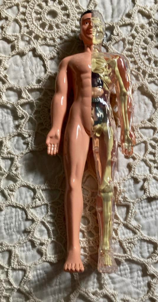 Anatomisch model menselijk lichaam 30 cm, kan open., Ophalen of Verzenden, Zo goed als nieuw