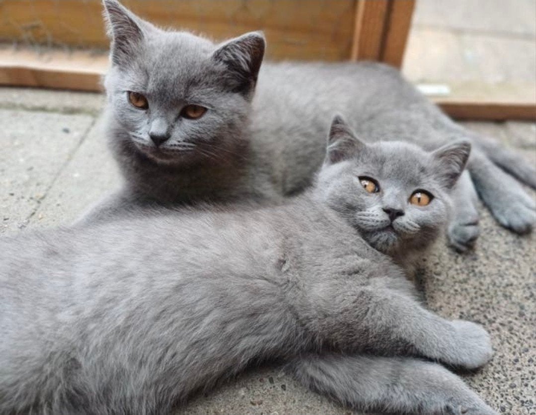 mooie britse korthaar kittens (nog 2 katertjes), Kater, Gechipt, 0 tot 2 jaar