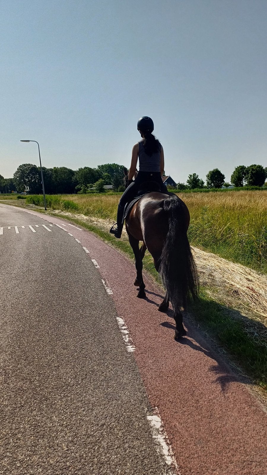 Verzorgpaard gezocht voorne-putten, Ophalen of Verzenden