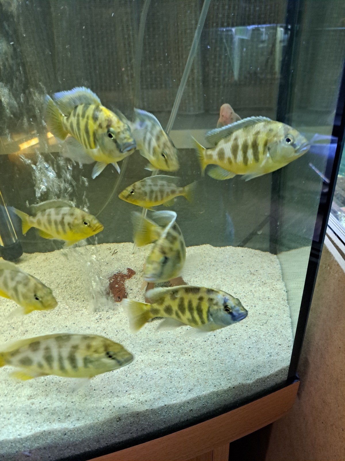 venustus malawi cichlide, Vis