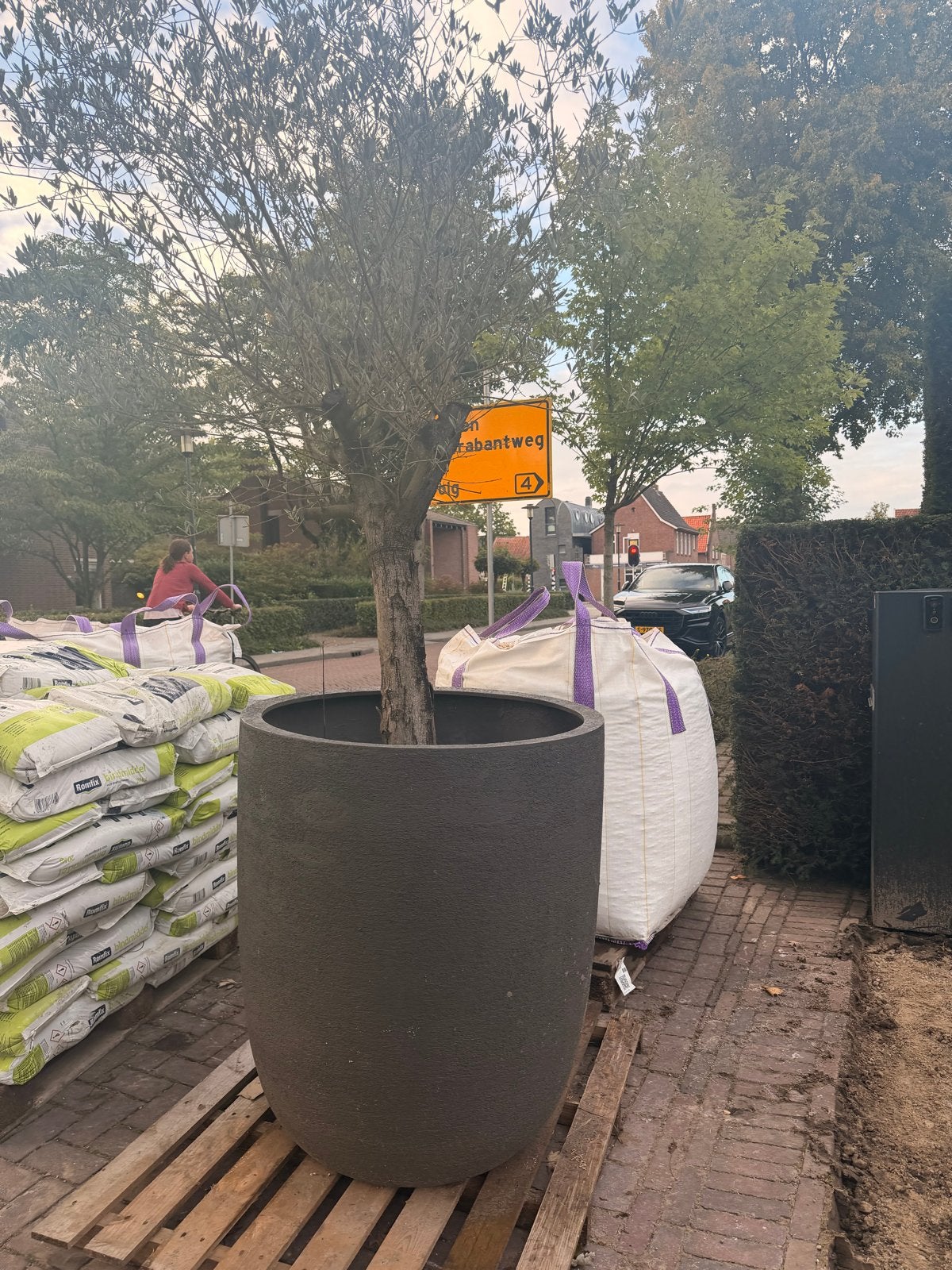 Grote Olijfboom in grote pot, Tuin en Terras, Volle zon, Vaste plant, Bloeit niet, Ophalen