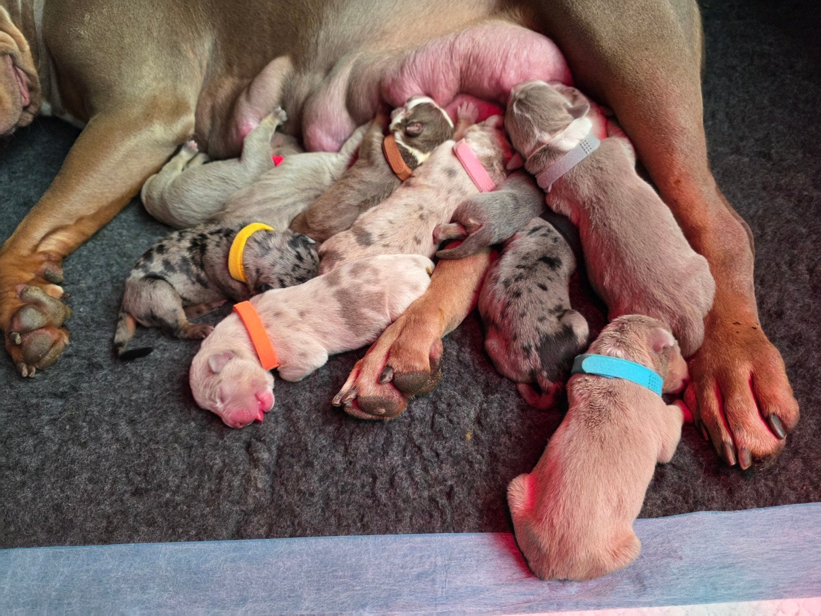 American bully XL puppy's, Dieren en Toebehoren, België, Particulier, Overige rassen, 8 tot 15 weken