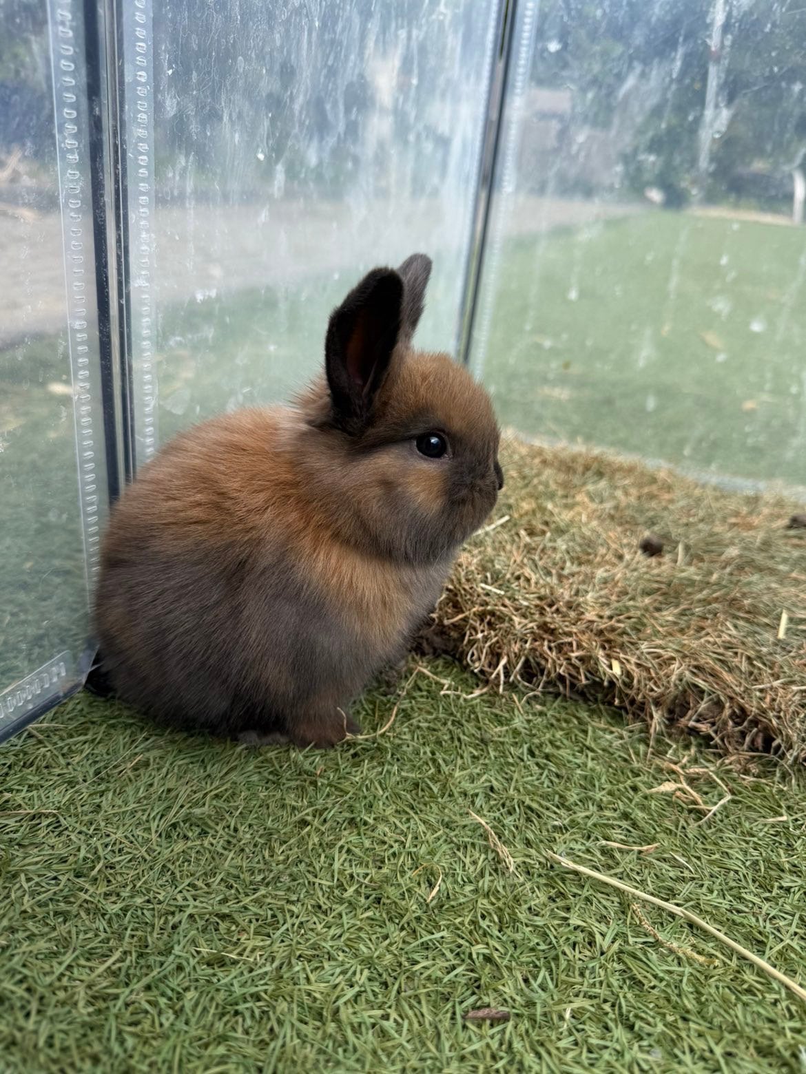 Mini lop hangoor konijntjes, Dieren en Toebehoren, Meerdere dieren, Hangoor
