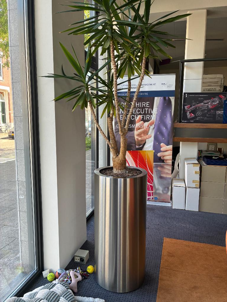 2 x Kantoor plantenbak rvs inclusief yucca, Ophalen, Gebruikt, Overige materialen, Modern