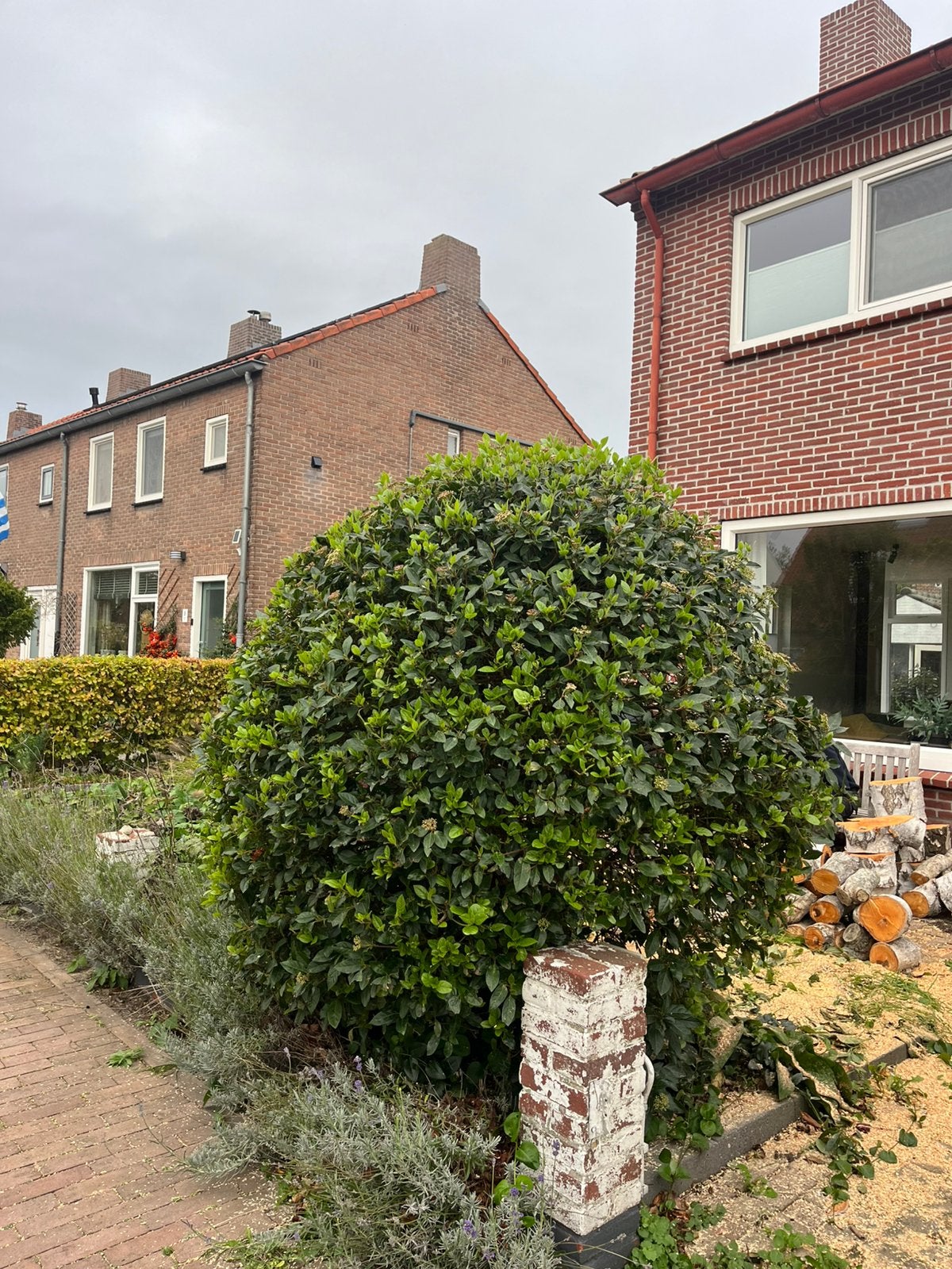 Grote struik, Ophalen, Struik, 100 tot 250 cm