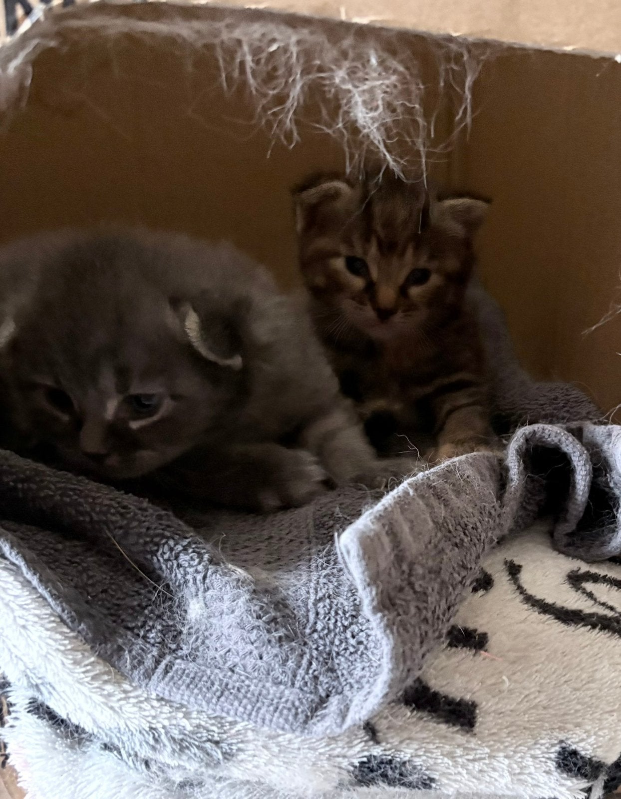Mooie half langharige kittens te koop, Dieren en Toebehoren, Katten en Kittens | Overige Katten, Meerdere dieren, Langharig, 0 tot 2 jaar