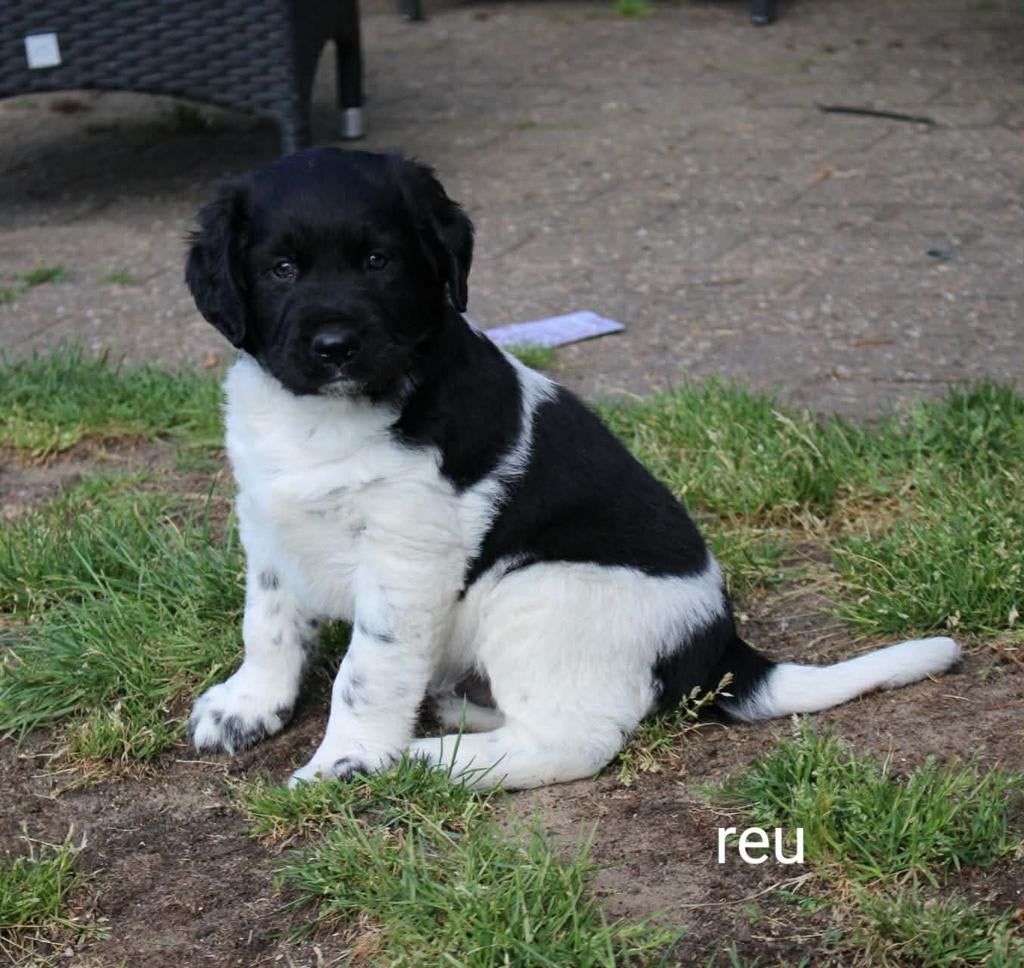 Te koop prachtige Friese stabij puppy's, Parvo, Overige rassen, 8 tot 15 weken, Meerdere
