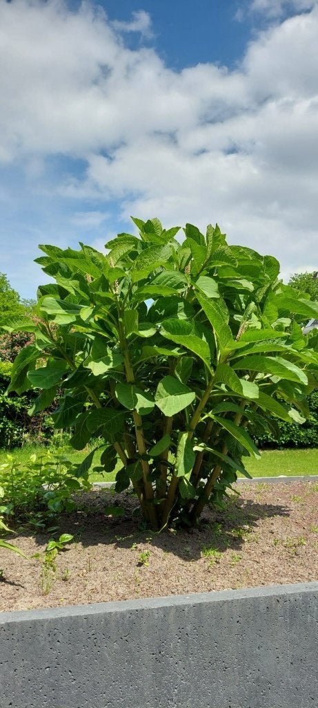 Gratis tuinplant, Vaste plant, Halfschaduw, Zomer, Ophalen