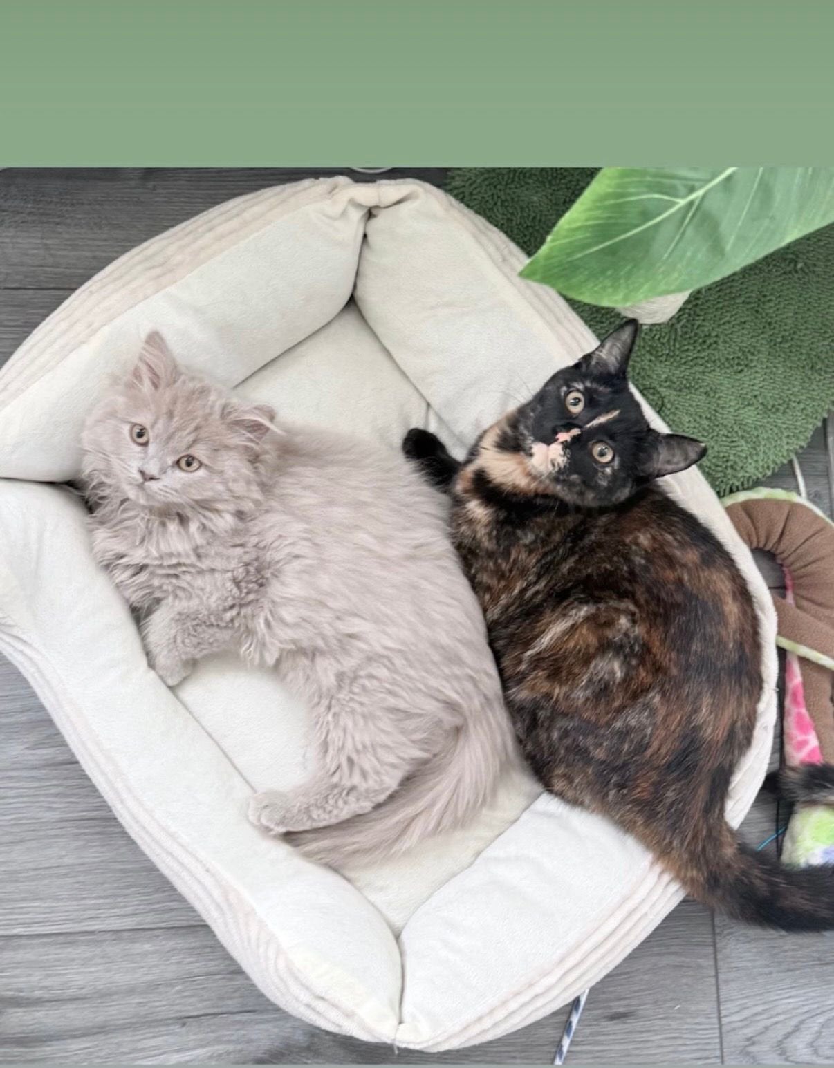 2 jonge katten, Kater, 0 tot 2 jaar