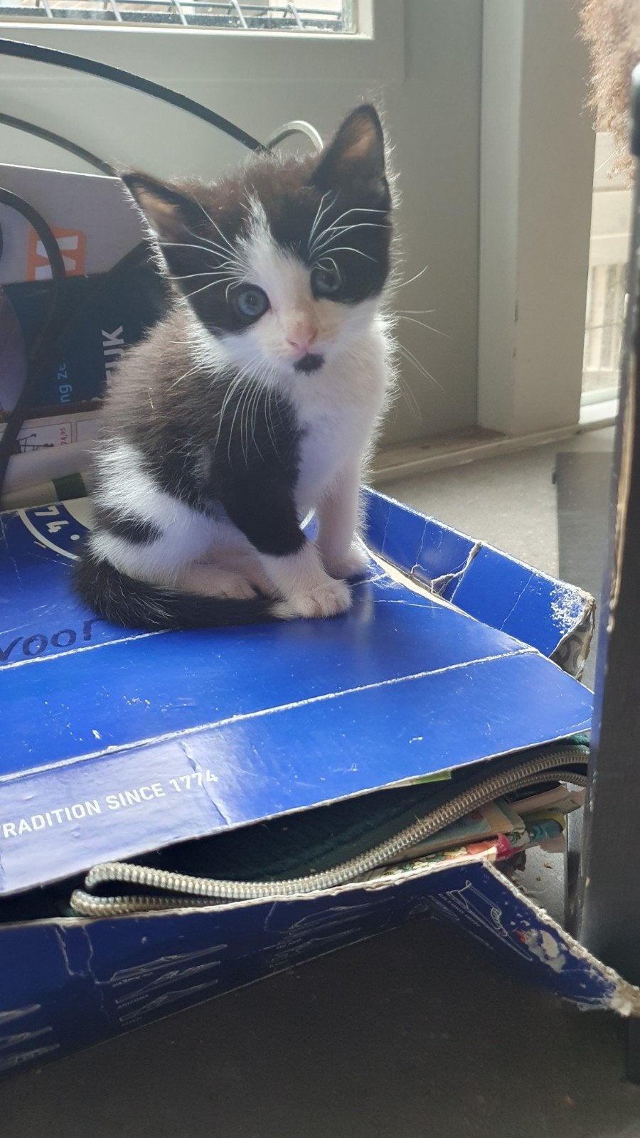 Europese korthaar kittens zwart- wit en rood- wit, Meerdere dieren, Kortharig, 0 tot 2 jaar