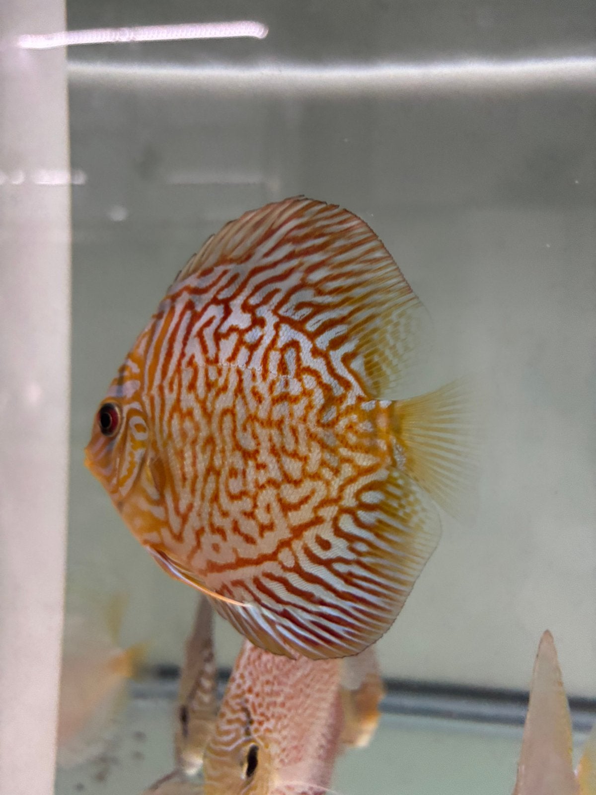 Tiger turquoise discussen, Dieren en Toebehoren, Vis