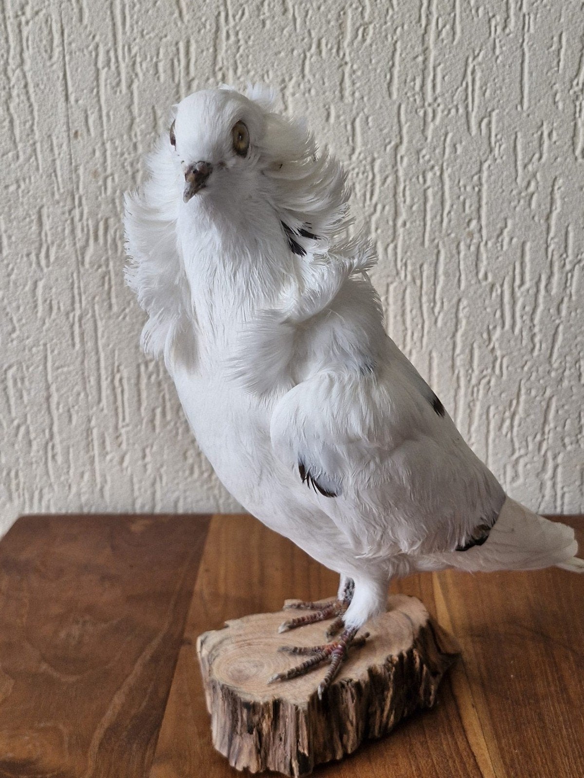Een prachtige opgezette witte duif met zwarte puntjes!, Ophalen of Verzenden, Nieuw, Vogel, Opgezet dier