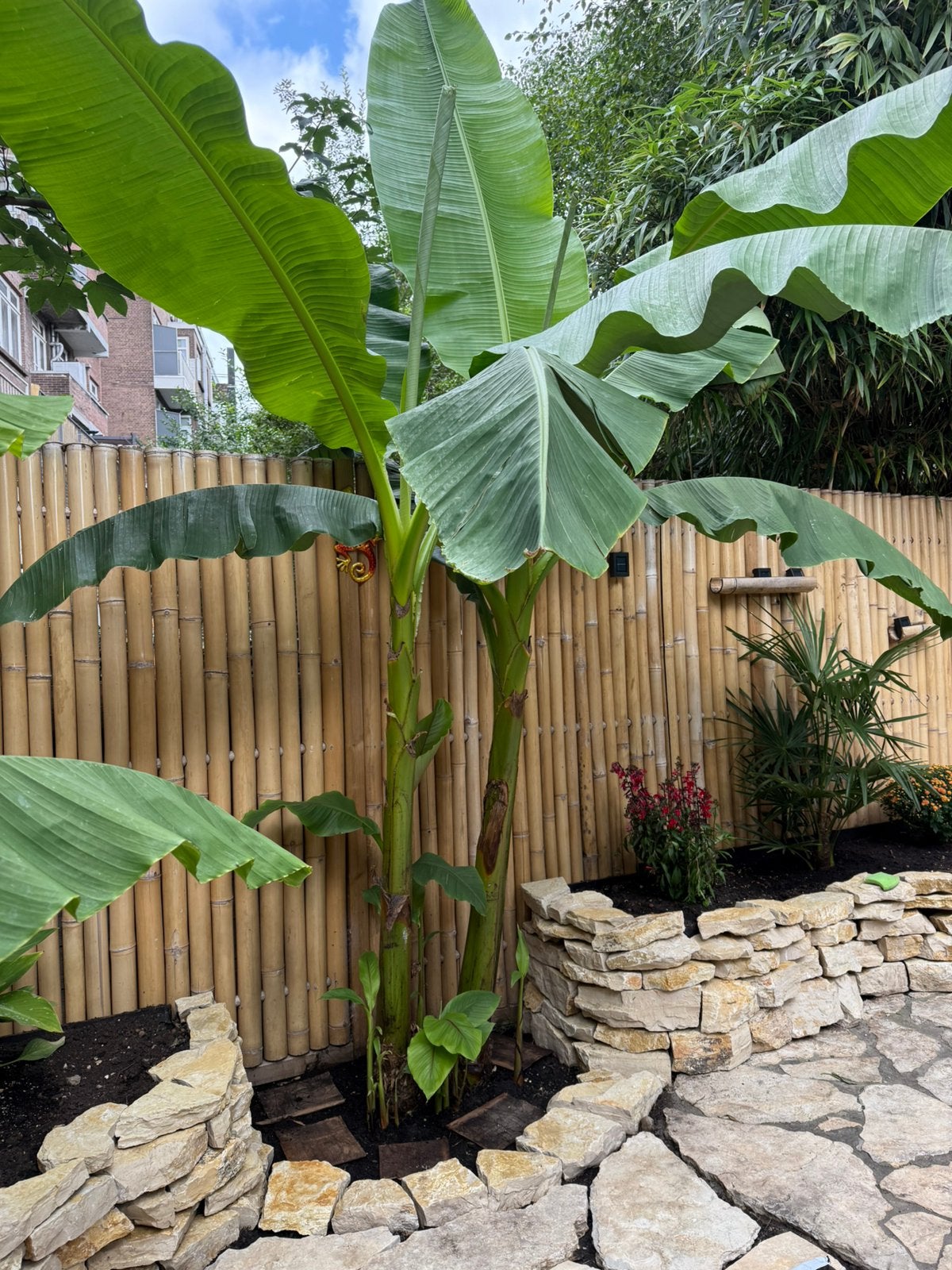 Musa basjoo Winterharde bananenplant, Ophalen, Overige soorten, Volle zon