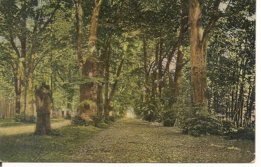 Oude ansichtkaart van een boslaan, Amsterdam ?, Ophalen of Verzenden, Voor 1920, Gelopen, Noord-Holland
