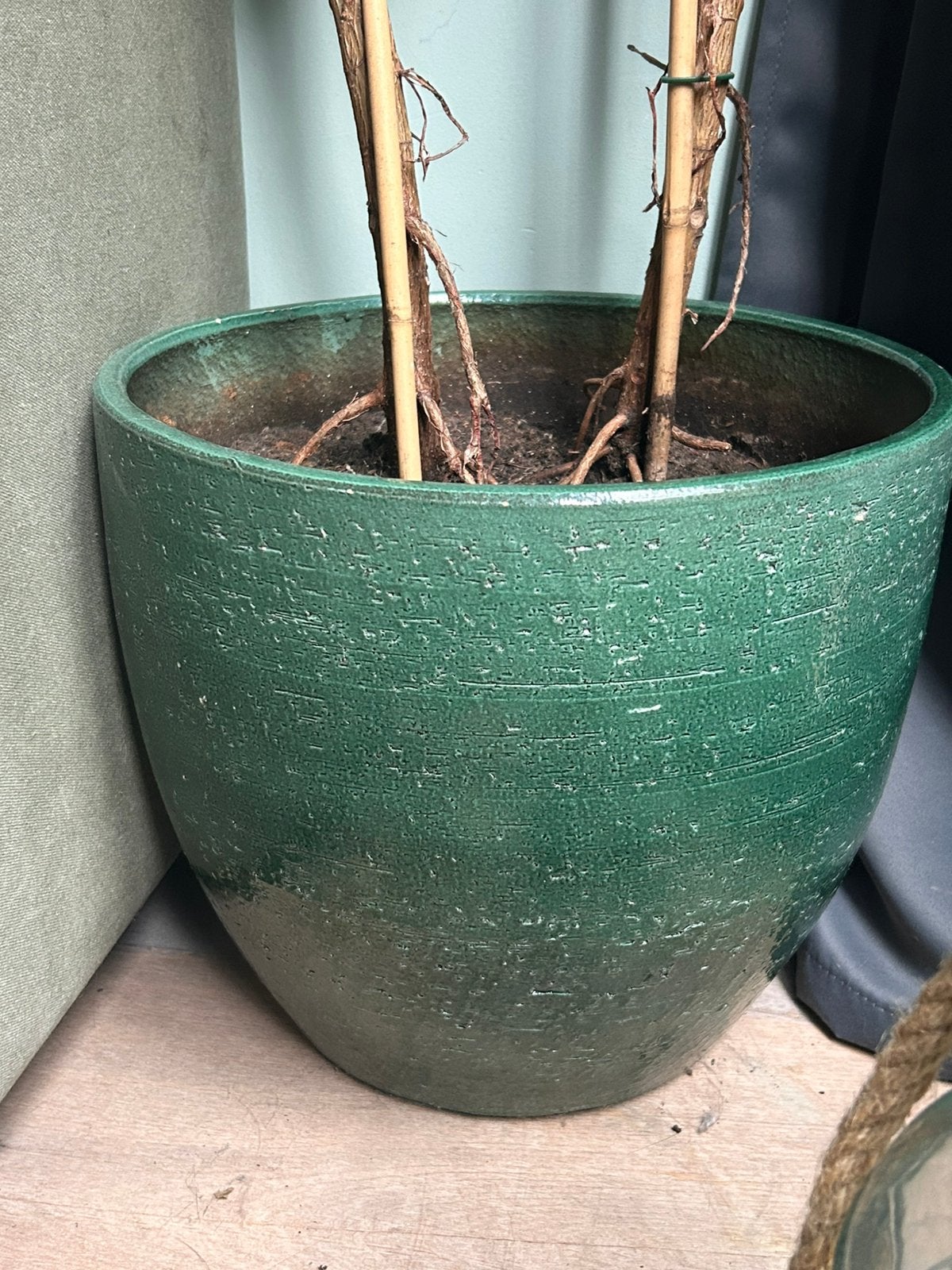 Plant pot. Rubber tree plant if you want it, Tuin en Terras, Overige materialen, Rond, Ophalen of Verzenden, Zo goed als nieuw