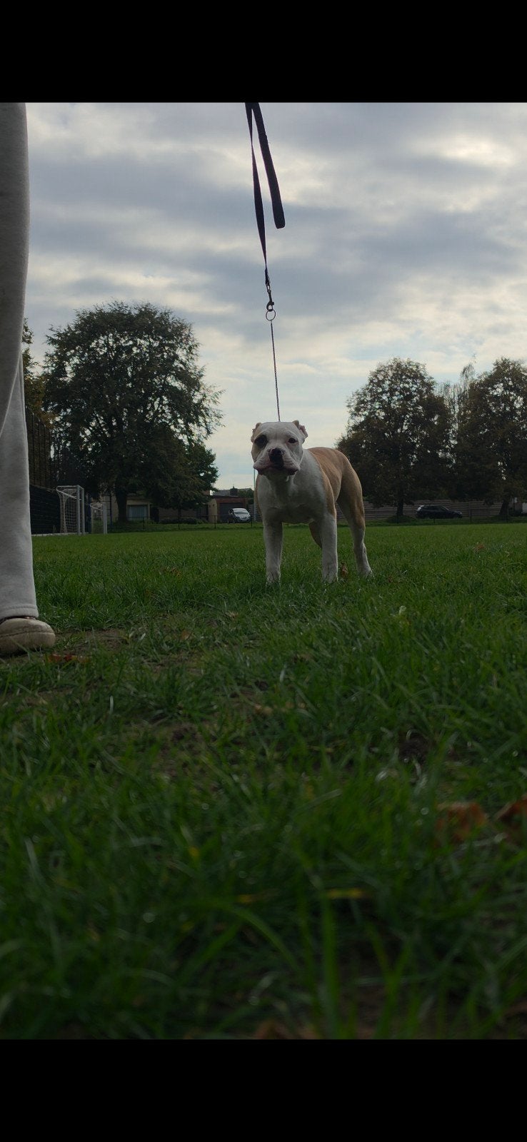 Amerikaanse Bully's pups!!, Dieren en Toebehoren, België, Particulier, 15 weken tot 1 jaar, CDV (hondenziekte)