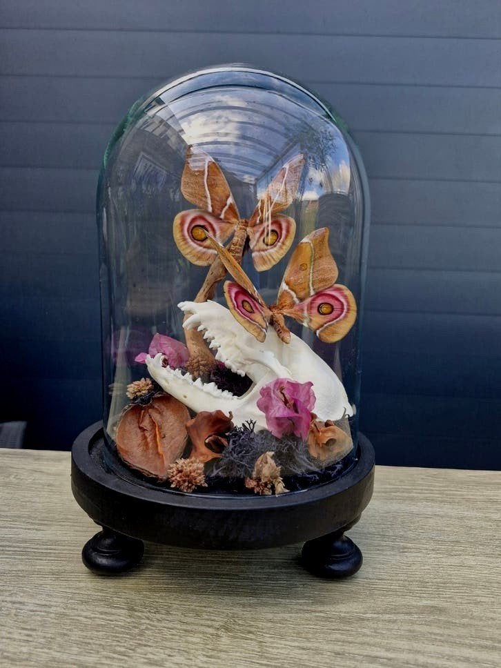 Opgezette vlinders,  schedel , vos, Verzamelen, Dierenverzamelingen, Ophalen, Nieuw, Insect, Opgezet dier