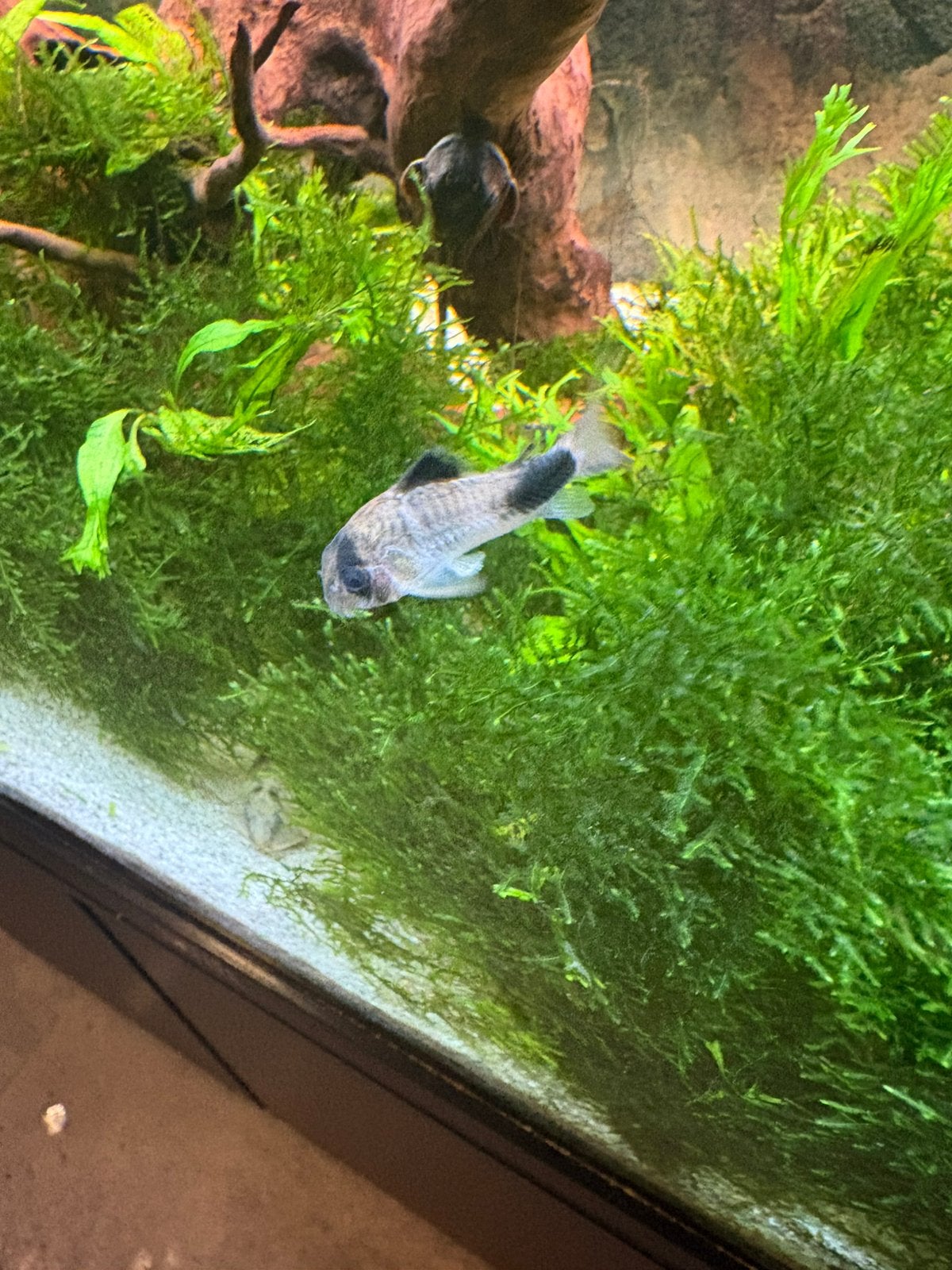 Corydoras Panda, Dieren en Toebehoren, Vissen | Aquariumvissen