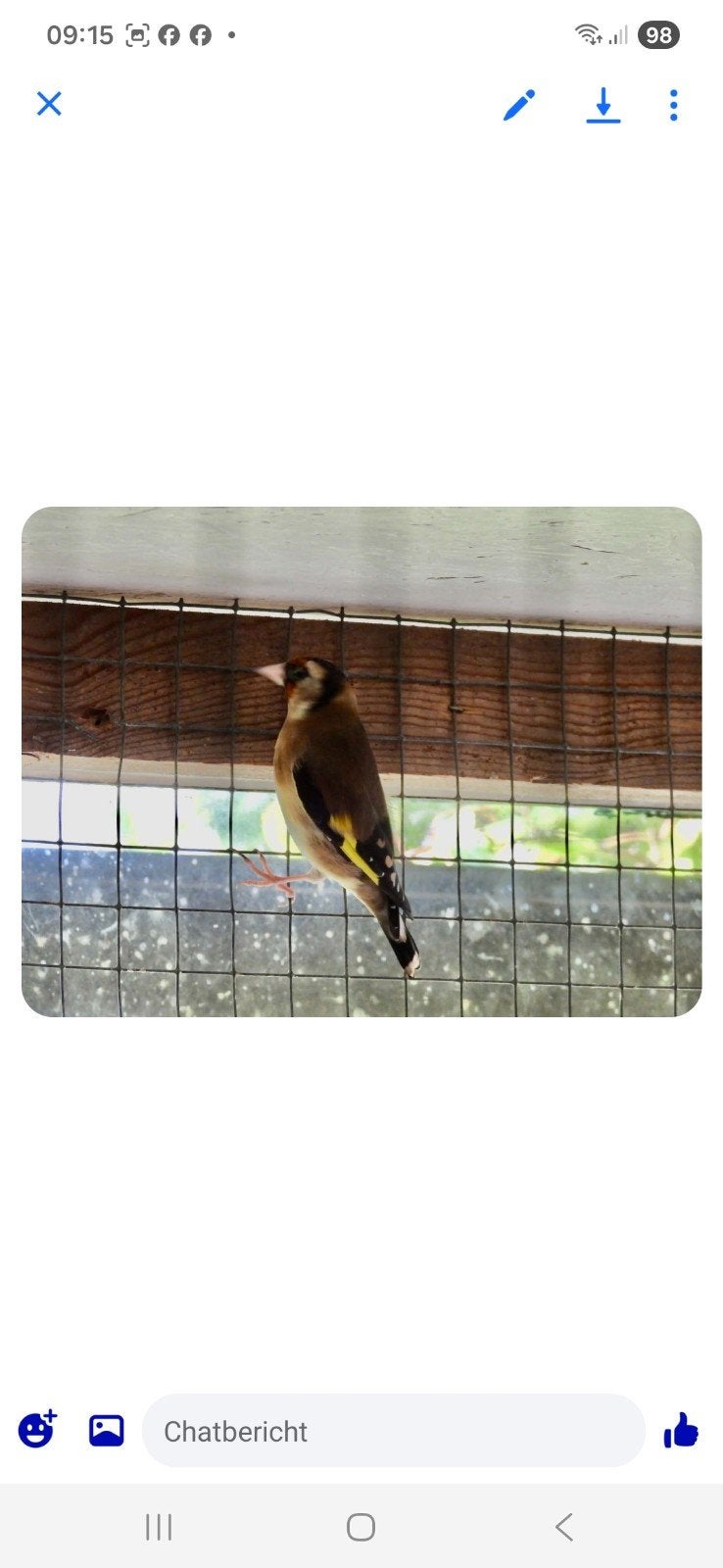 mooie bloem putters, Dieren en Toebehoren, Meerdere dieren, Wildzangvogel