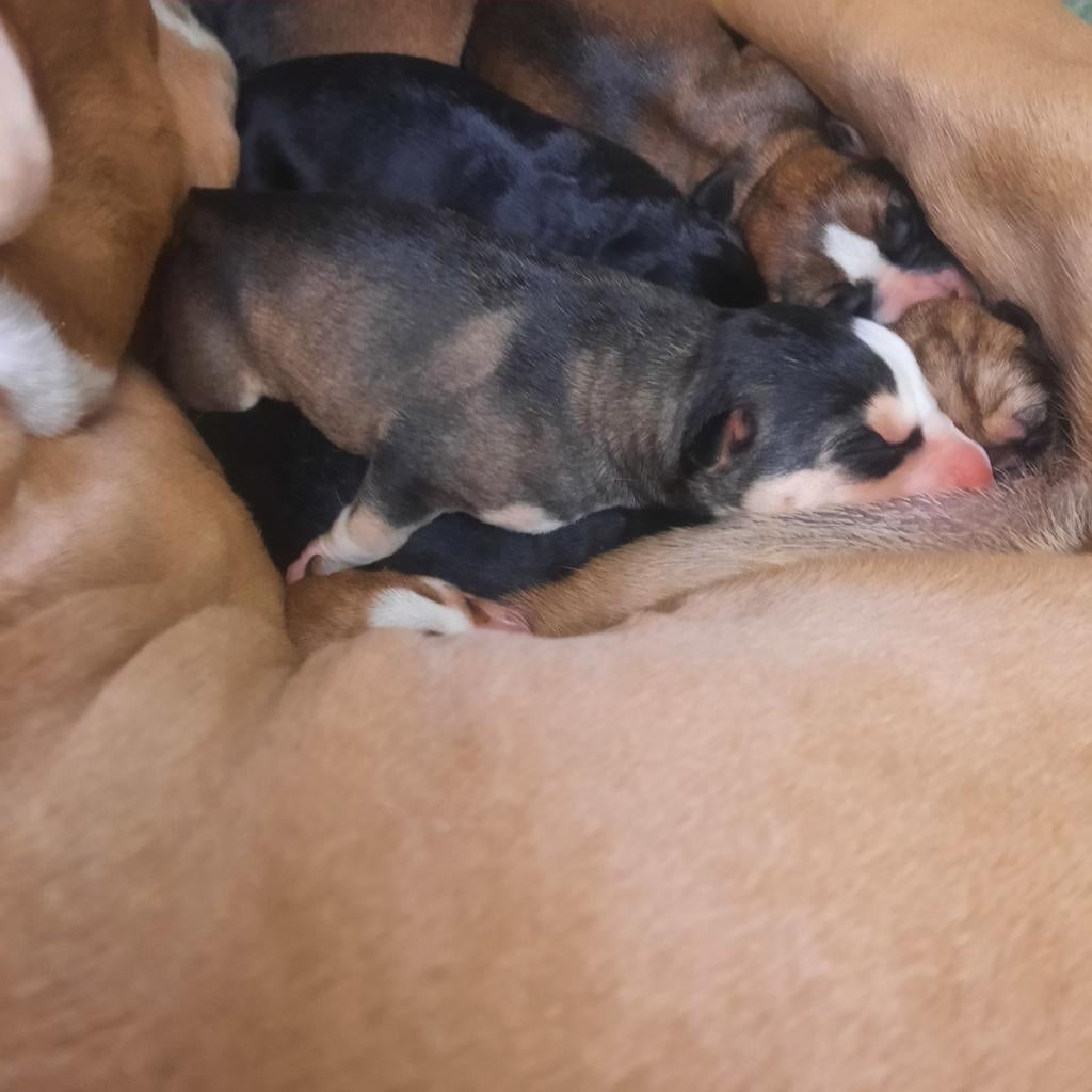 Amerikaanse stafford/pitbullsky pups tricolor blue eyes!!, Parvo, Reu, 8 tot 15 weken, Meerdere