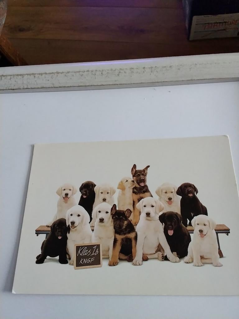 KLAS 1b. KNGF.  HONDEN, Ophalen of Verzenden, Overige thema's