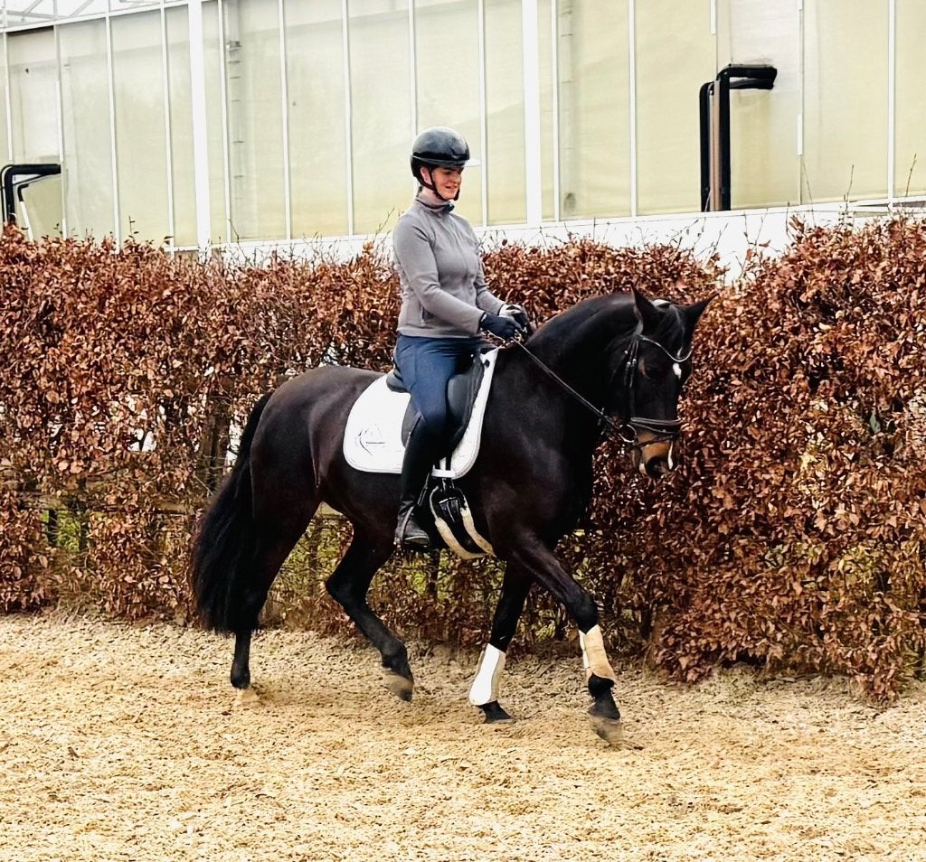 Super lieve PRE merrie, Dieren en Toebehoren, Paarden, Merrie, Met stamboom, L, 7 tot 10 jaar