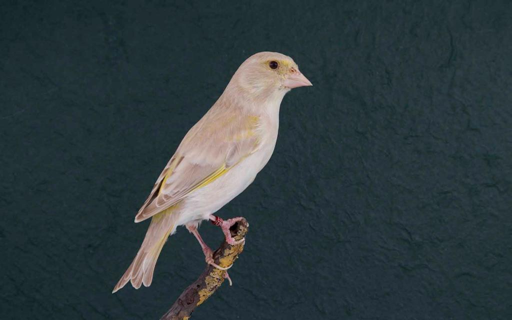 Gezocht één groenling pop, Vrouwelijk, Wildzangvogel, Geringd
